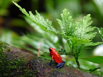 树枝上的红蓝毒箭蛙